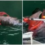 viral video eagle octopus fishermen 1