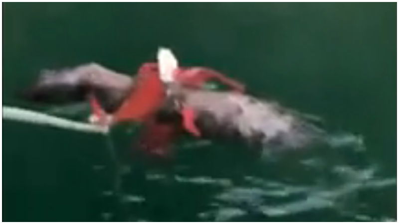 viral video eagle octopus fishermen