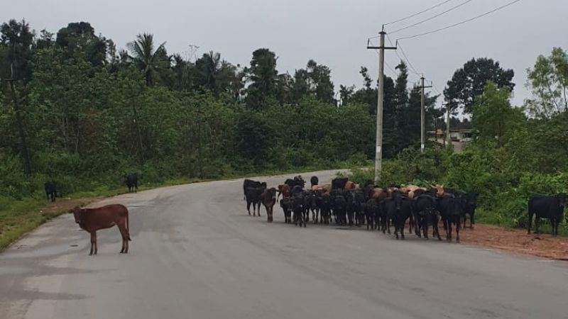 COWS 1