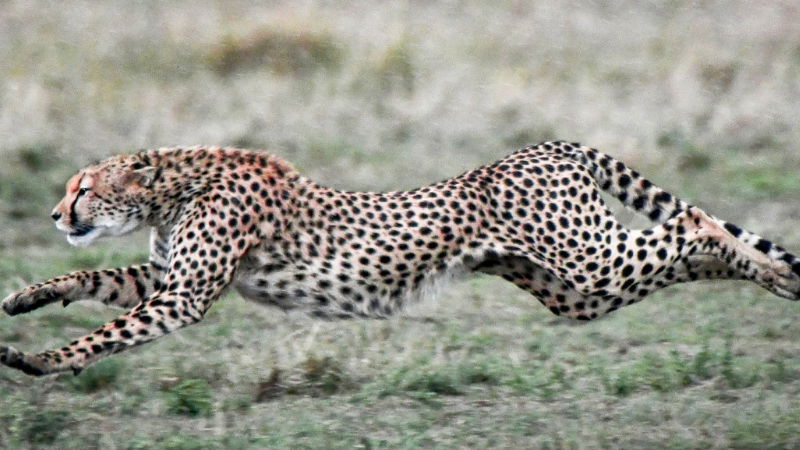 Cheetah 2
