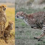 Cheetah 3