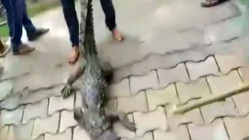 Crocodile