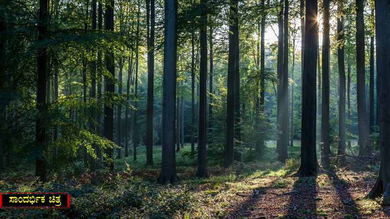 FOREST 2