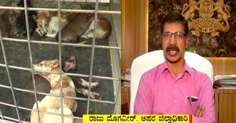 KARWAR STREET DOGS 2