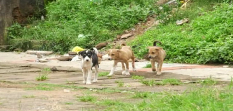 KARWAR STREET DOGS 3