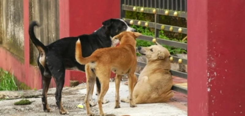 KARWAR STREET DOGS 5