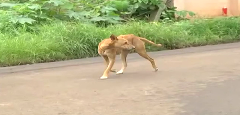 KARWAR STREET DOGS 6