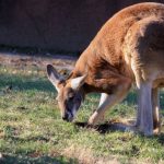 Kangaroo