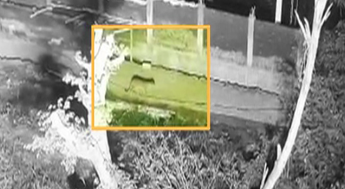 MYSURU CHEETAH 4