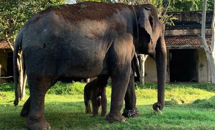 MYS LAKSHMI ELEPHANT