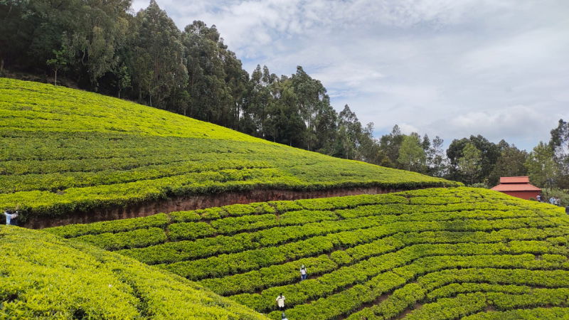 Ooty Doddabetta Peak 1
