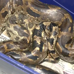 PYTHON PLASTIC