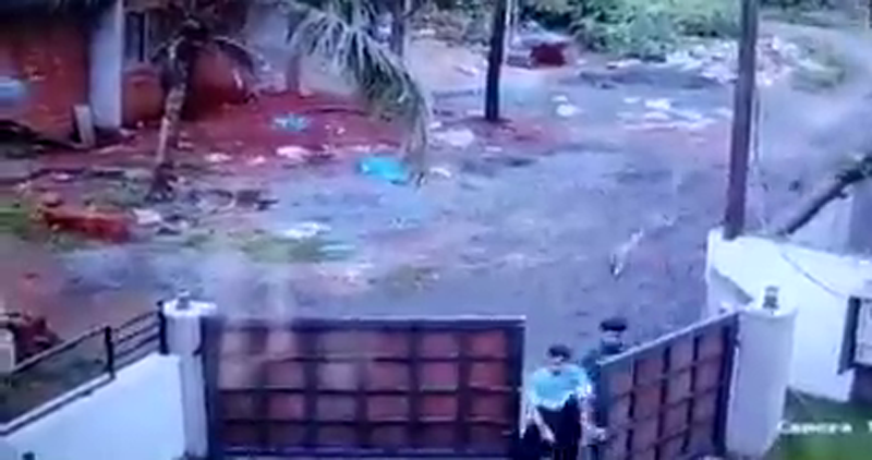 STRAY DOG