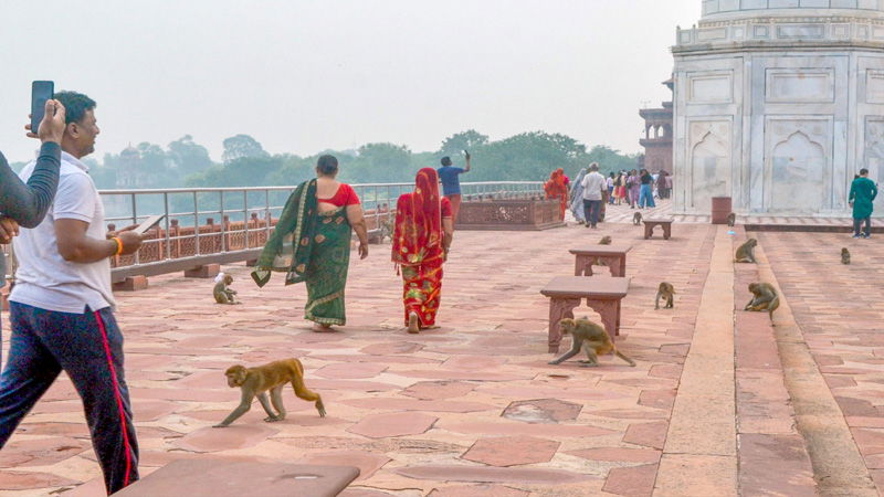 TAJ MAHAL
