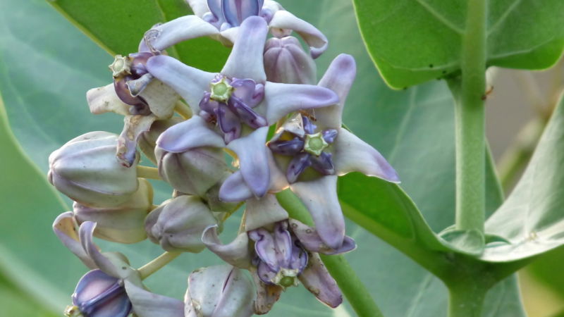 arka flower 1