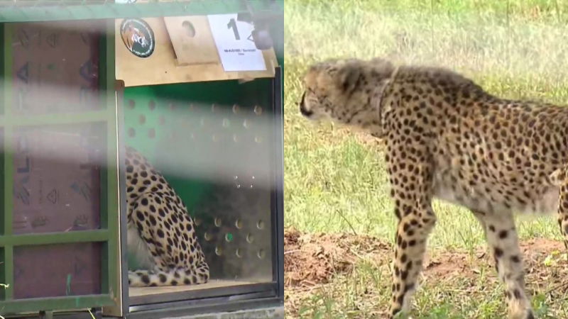 cheetah 5
