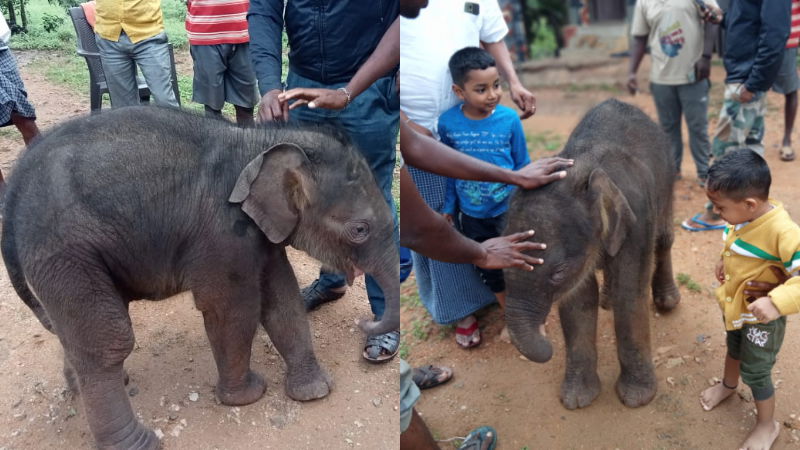 elephant cub1