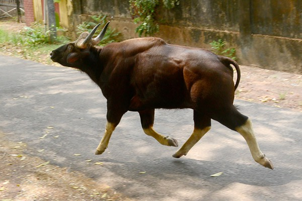 gaur