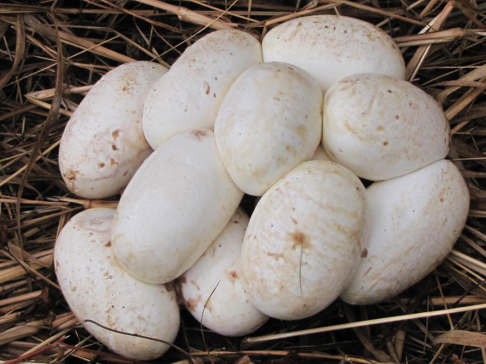 nake egg