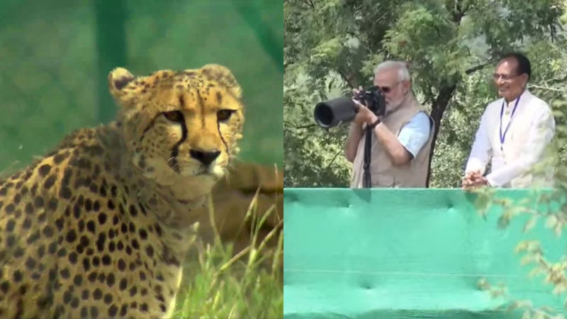 narendra modi cheetah 1