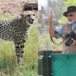 narendra modi cheetah 2