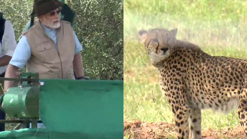 narendra modi cheetah