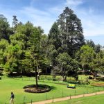 ooty tourism Government Botanical Garden 2