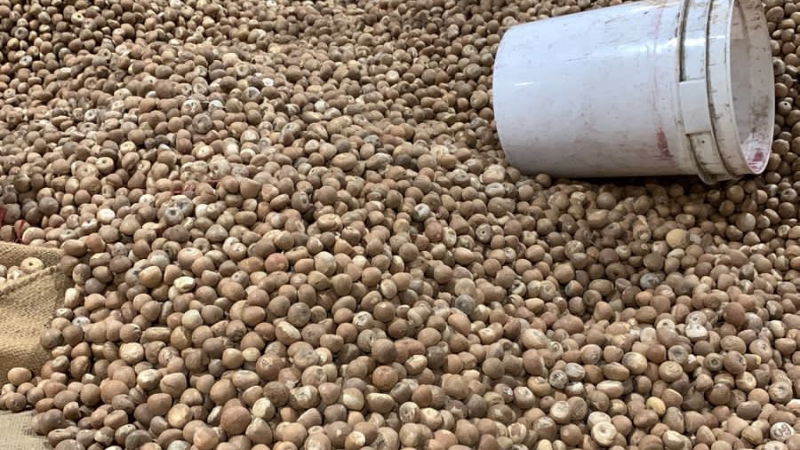 Areca Nut