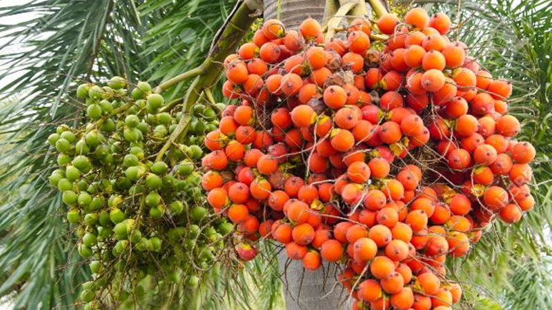 Arecanut Crop 2