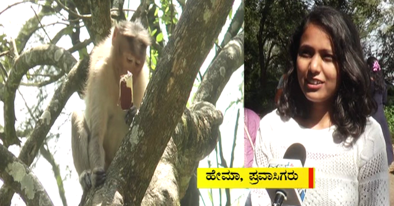 CHIKKABALLAPURA MONKEY 3