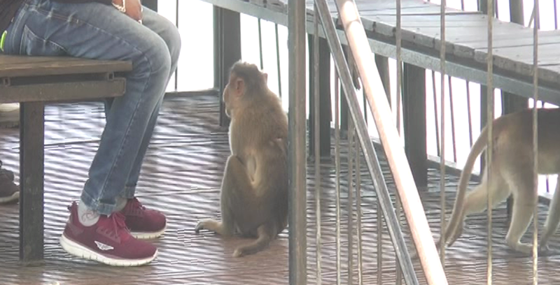 CHIKKABALLAPURA MONKEY 5