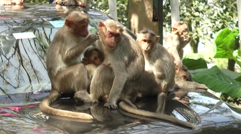 CHIKKABALLAPURA MONKEY
