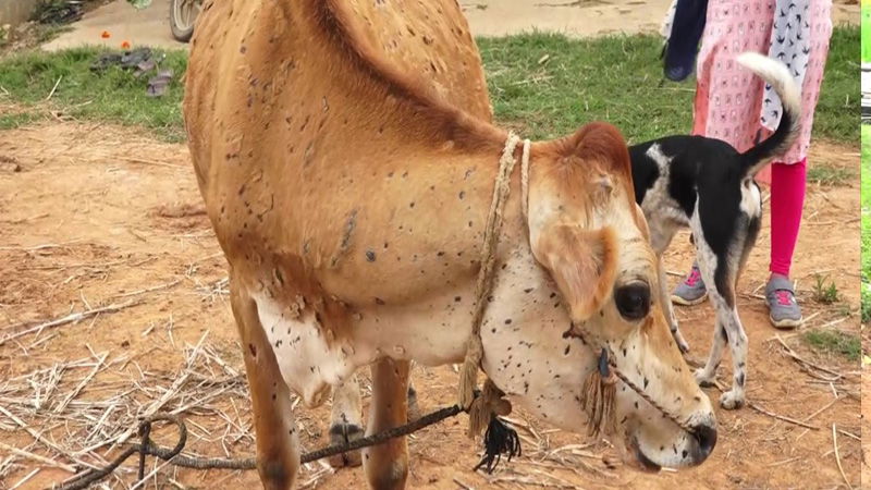COW 2