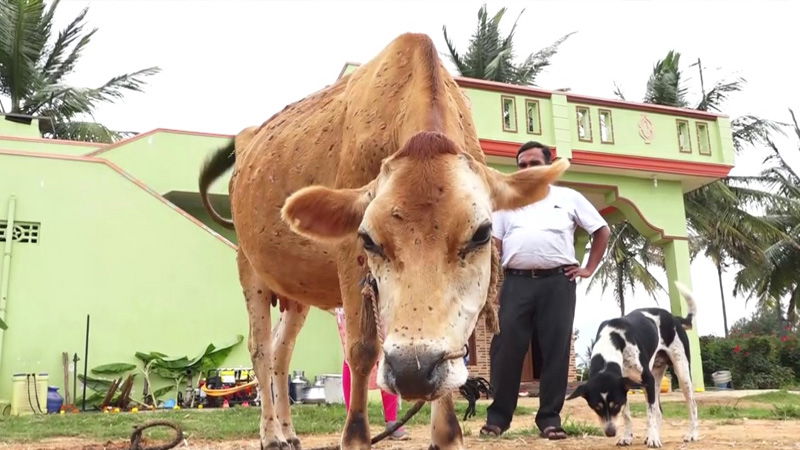COW 3