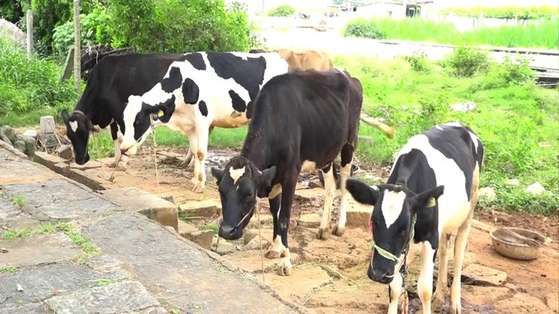 COW