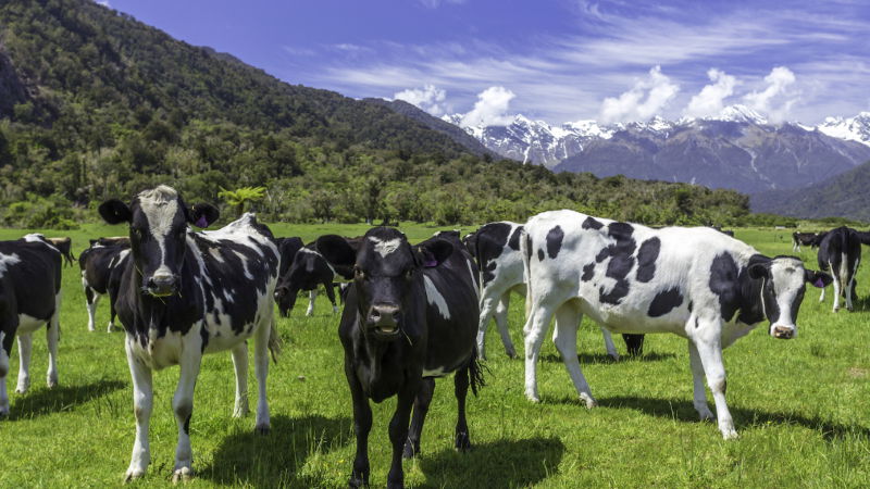 Dairy farming in New Zealand 2