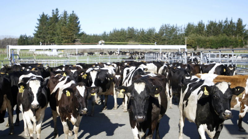 Dairy farming in New Zealand 3
