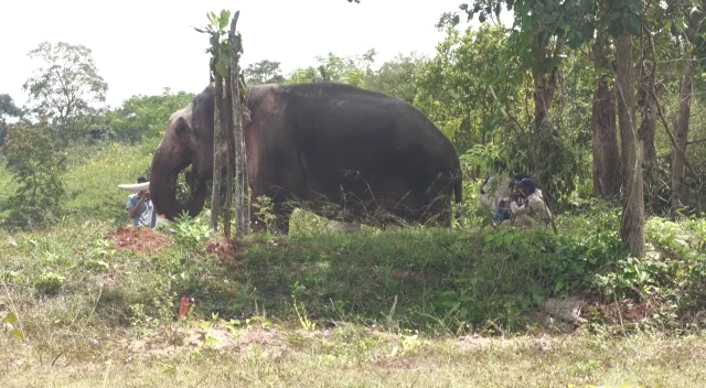 Elephant Camp inaugurated for tourists at harangi Kodagu 1