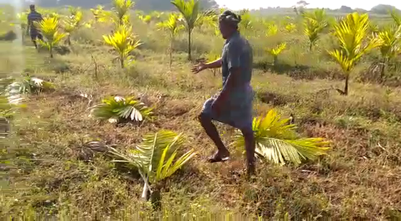 HAVERI FARMER