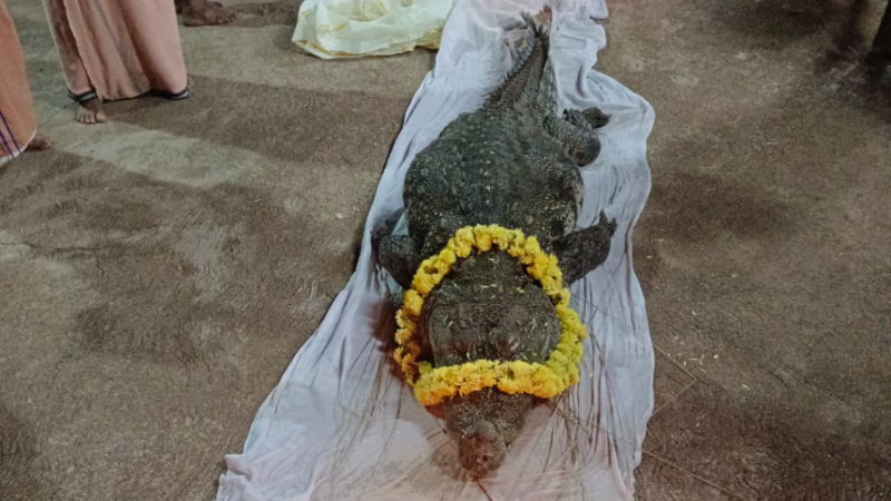 Kumble Anantha Padmanabha Swamy Temple Vegetarian Crocodile Babiya no more