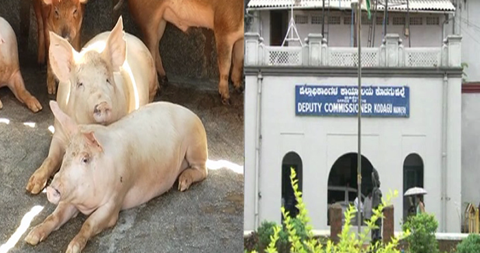MADIKERI SWIN FEVER 1
