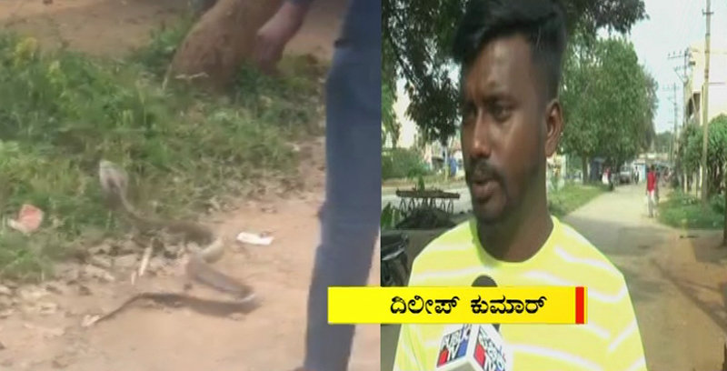 RAICHUR SNAKE 1