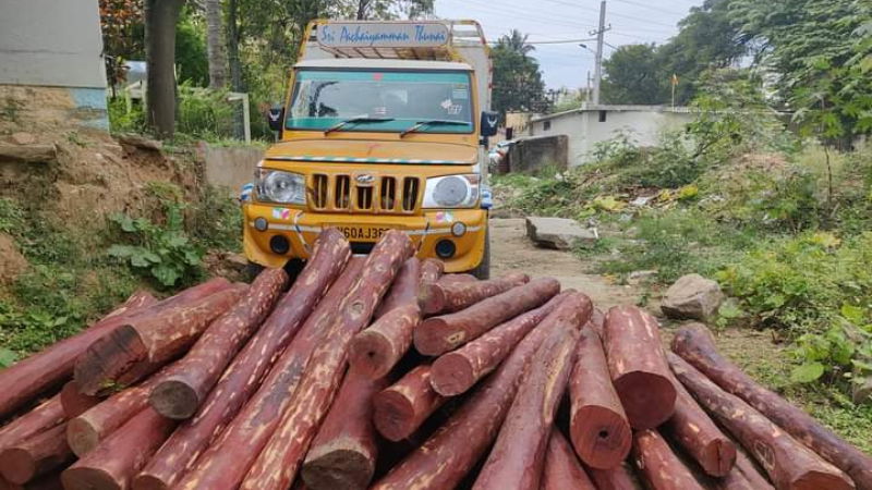 Red Sandalwood Smuggling Gang Arrested 1