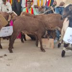 Sheep Protest