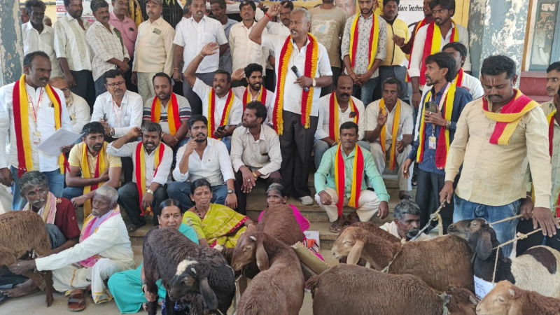 Sheep Protest 2