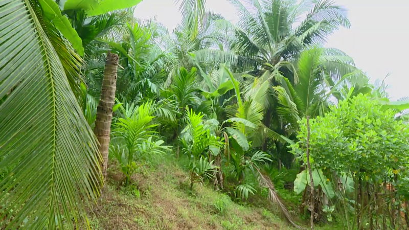 agriculture