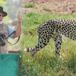 cheetah With Modi