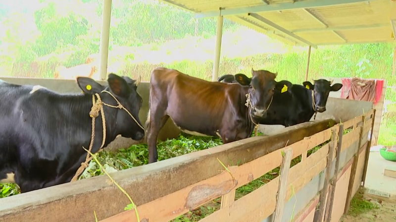 cow 1