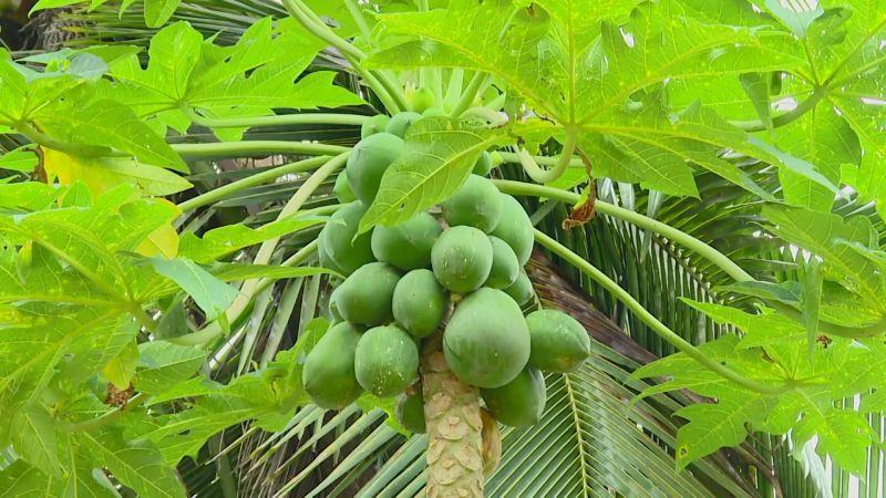 papaya