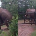 An elephant cross Forest compound